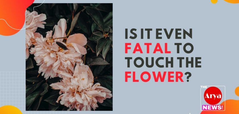 Is it even fatal to touch the flower?