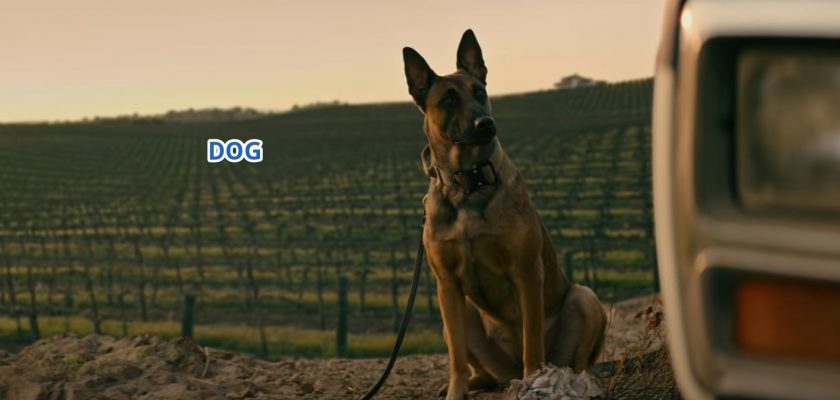 DOG (2022) » Download Dual Audio 1080p (English/Hindi) on Filmyzilla, Filmygod, Torrent Magnet, 123Movies